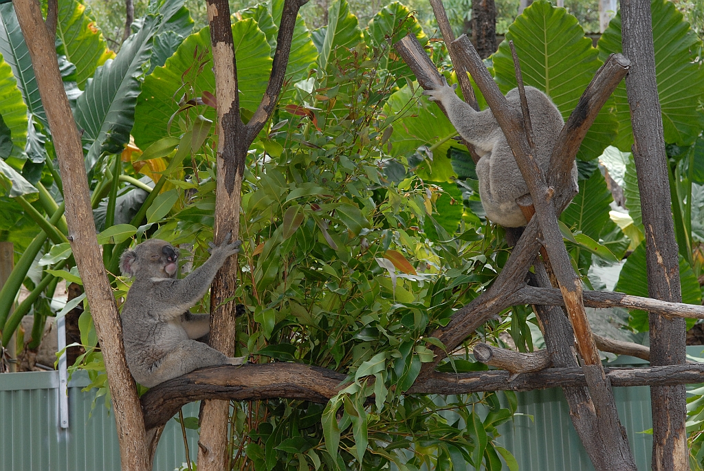 0093 Cairns Tropical Zoo.jpg